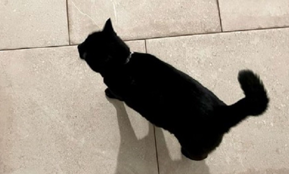 How to Clean Outdoor Tiles - cat on beige tiles